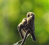 Ime datoteke=IMG_0144pop_281024_x_96029.jpg
Velikost datoteke=154KB
Dimenzija=1024x960
Datum objave=18.10.2016 IMG_0144pop_281024_x_96029.jpg