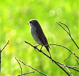 Ime datoteke=IMG_0154pop_281024_x_98929.jpg
Velikost datoteke=159KB
Dimenzija=1024x989
Datum objave=18.10.2016 IMG_0154pop_281024_x_98929.jpg