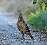 Ime datoteke=_DSC0696.jpg
Velikost datoteke=197KB
Dimenzija=1024x992
Datum objave=01.10.2018 _DSC0696.jpg