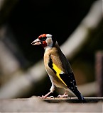 Ime datoteke=_DSC1772_-_kopija.jpg
Velikost datoteke=123KB
Dimenzija=932x1024
Datum objave=05.04.2019 _DSC1772_-_kopija.jpg