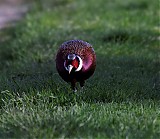 Ime datoteke=_DSC9936.jpg
Velikost datoteke=174KB
Dimenzija=1024x893
Datum objave=01.10.2018 _DSC9936.jpg